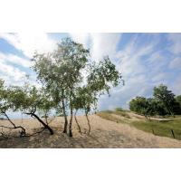 3125_5630 Dünenlandschaft mit Birken in der Mittagssonne - Bilder aus Hamburg Lohbrügge. | Naturschutzgebiet Boberger Niederung